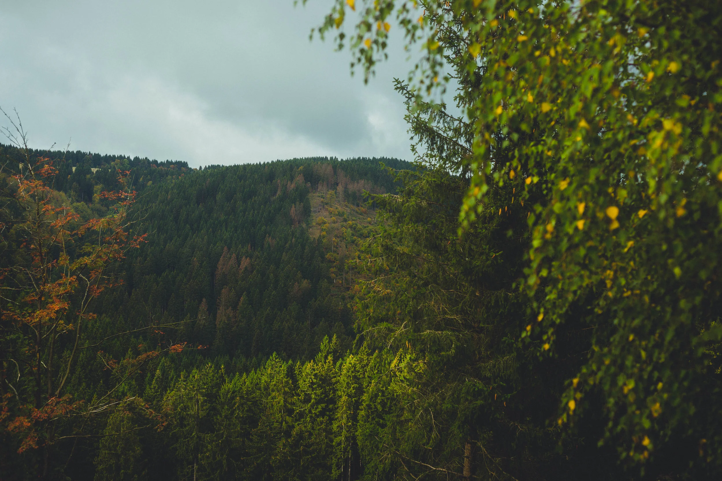 Harz'18-46.jpg
