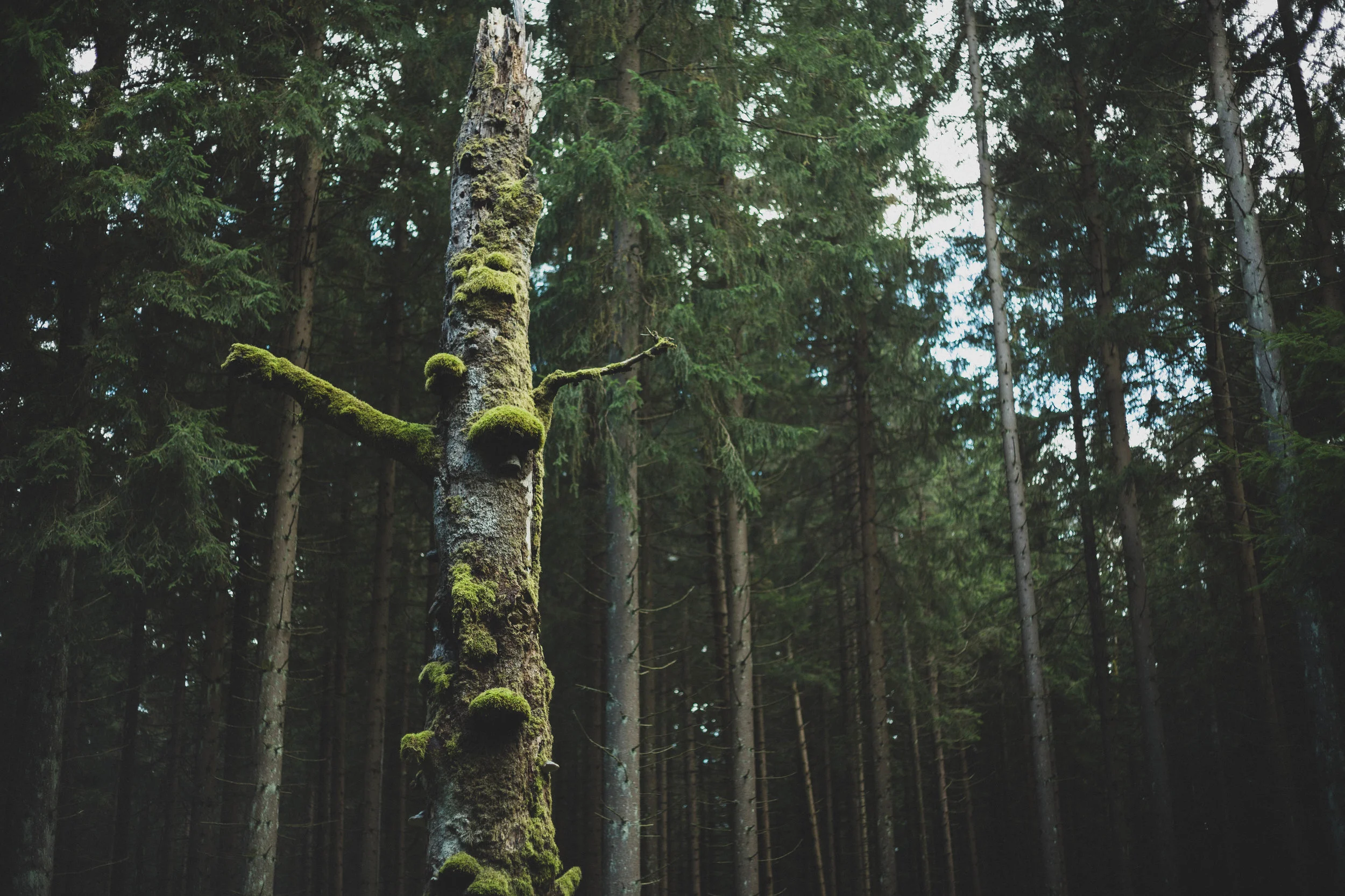 Harz'18-48.jpg