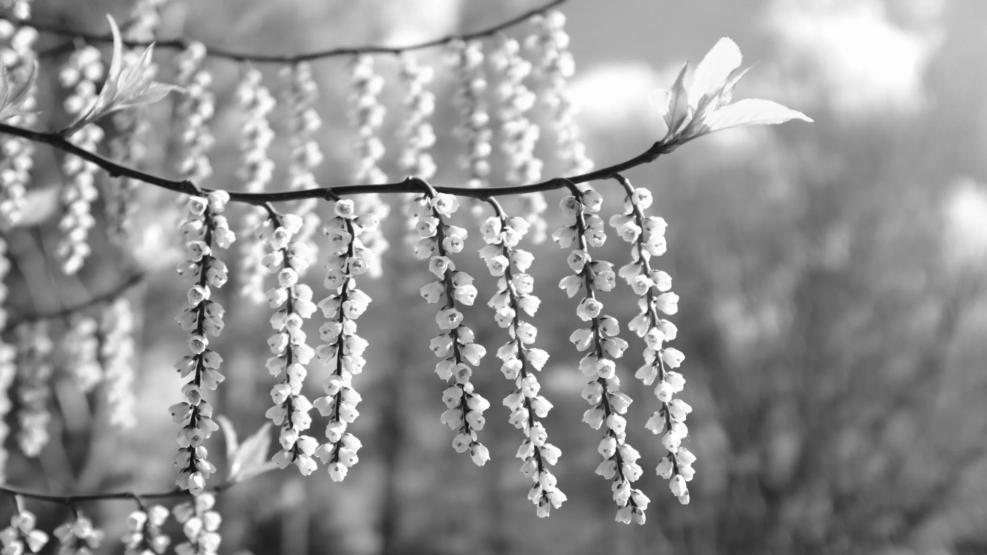 Blossom