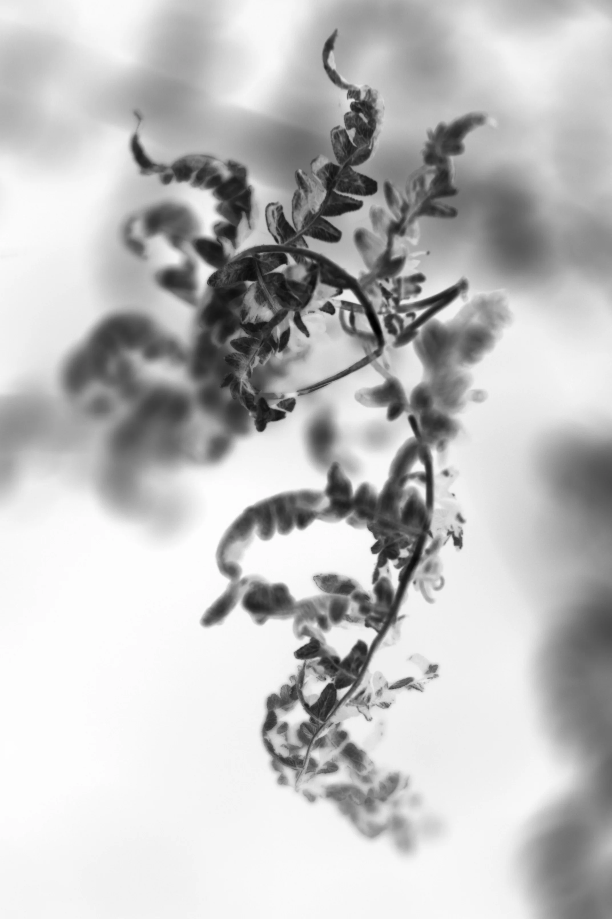 Fern