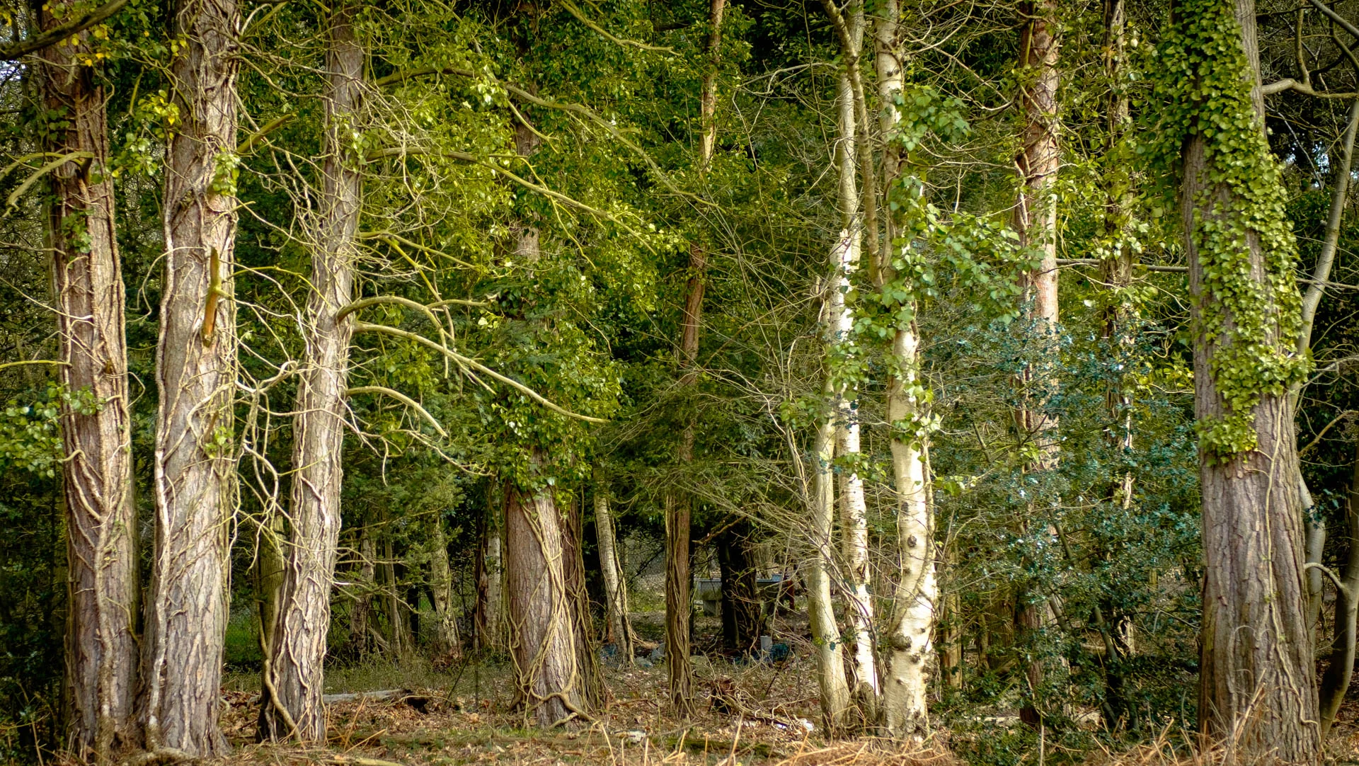 Woods