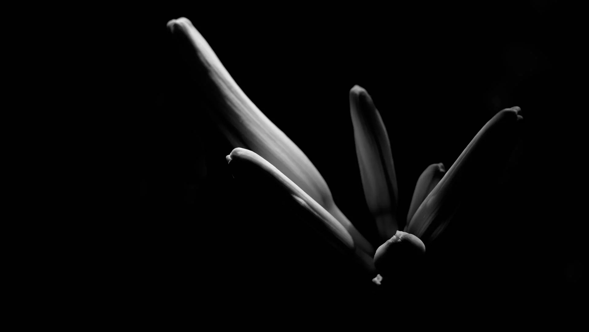 Lily bud, Fuji XT-1, 35mm f4, 1/280s