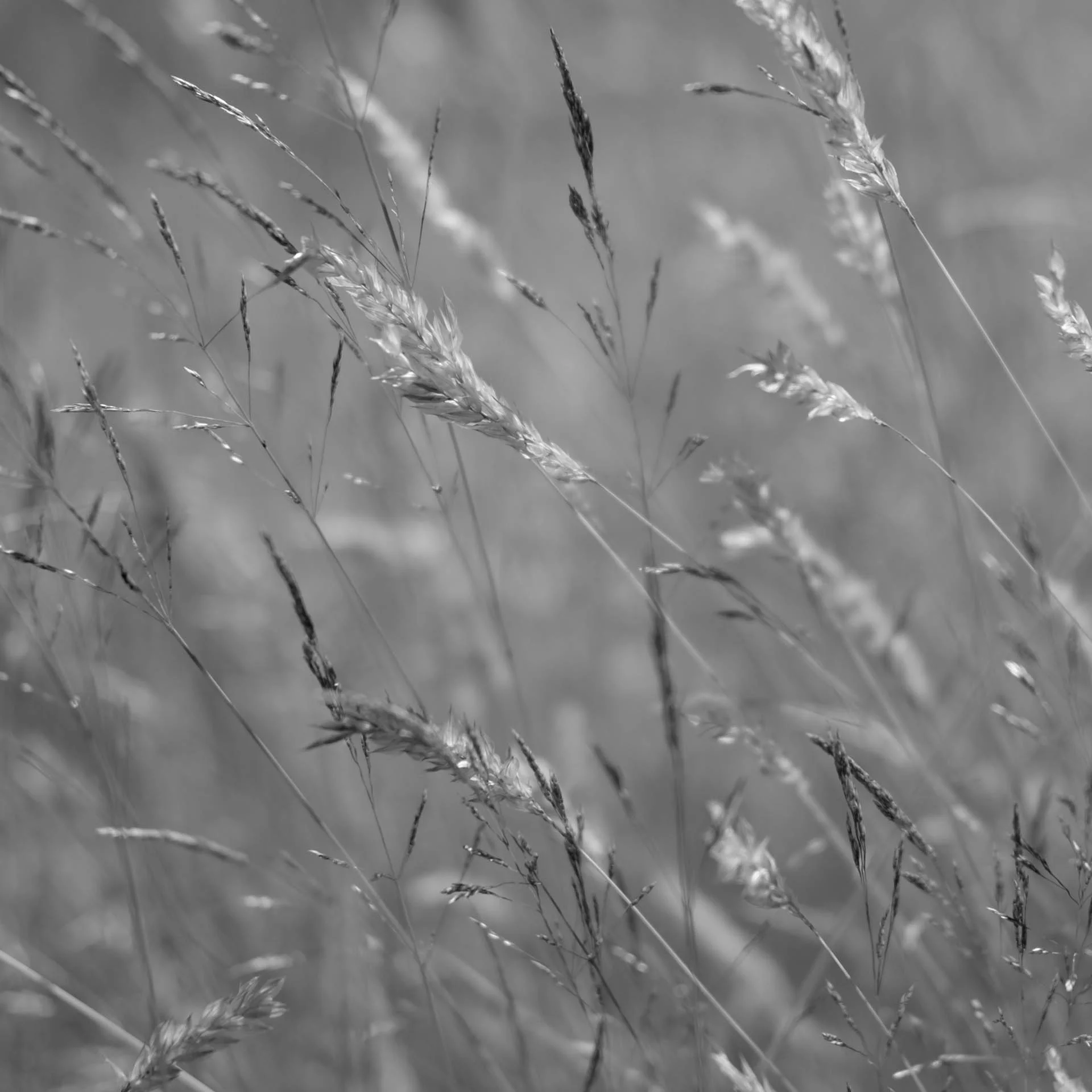 Grasses, Fuji XT-1, 35mm f2.2, 1/4000s