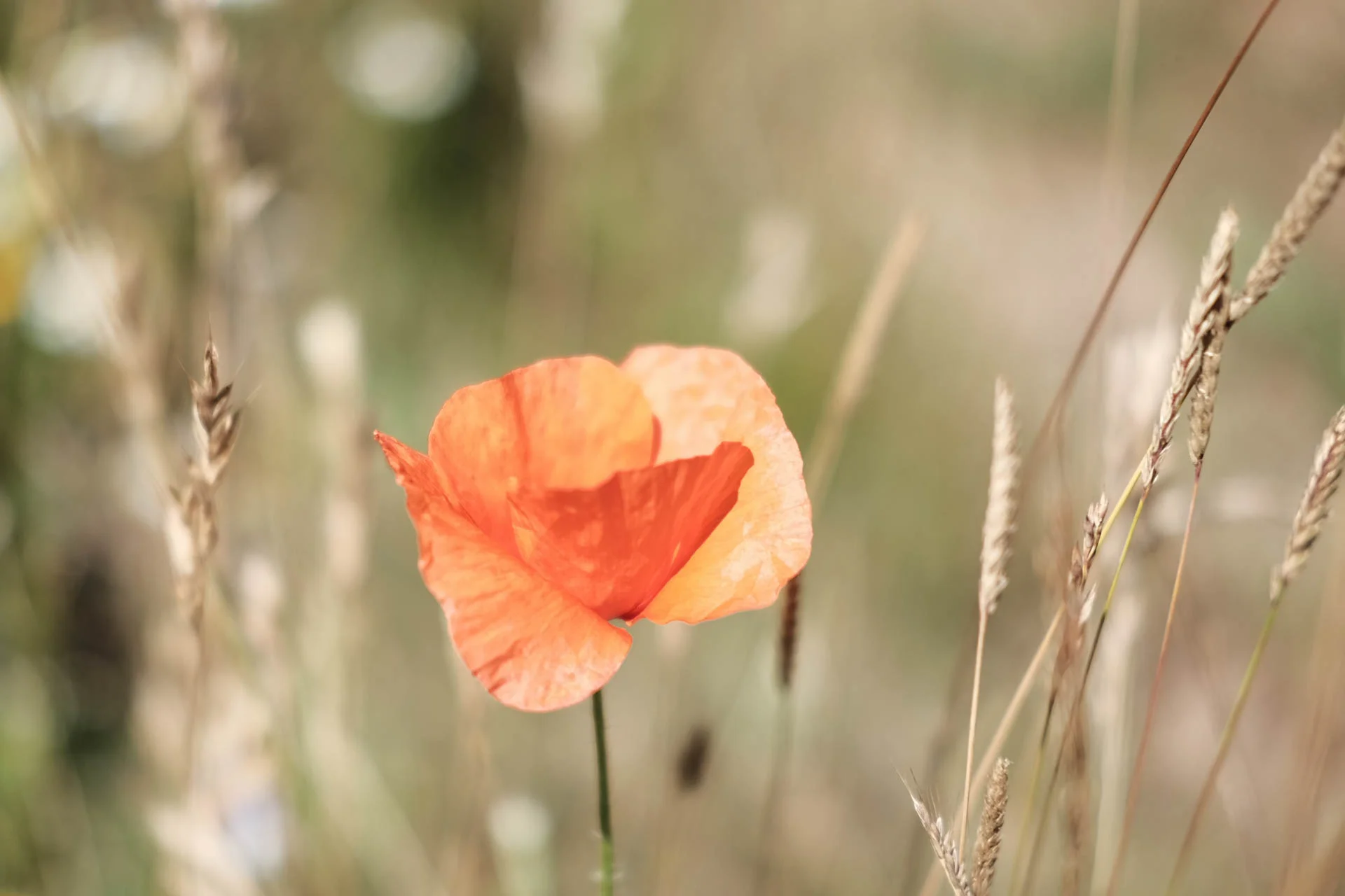 Poppy, Fuji XT-1, 35mm, f2, 1/4000s