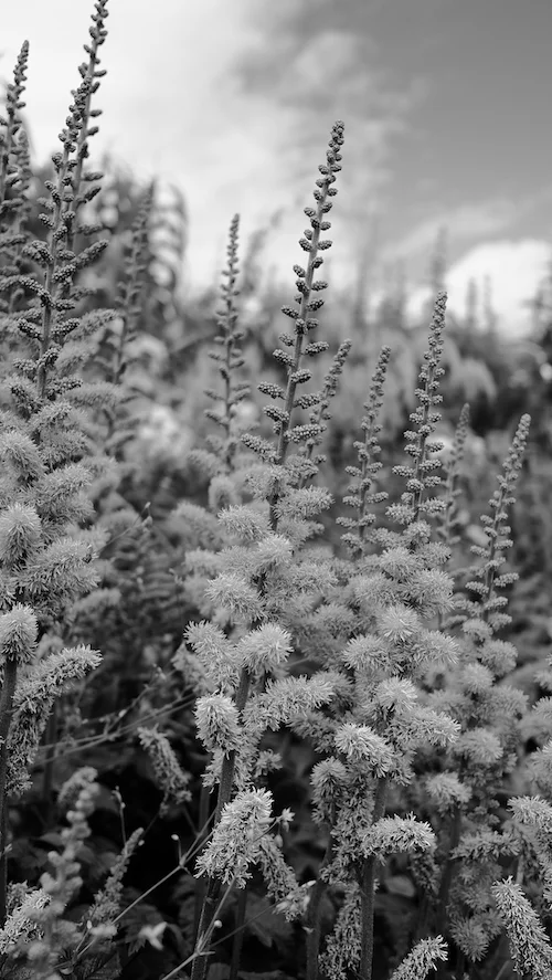Flowers by Caroline Smither