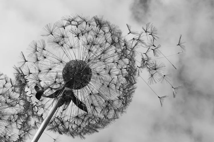 Dandilion Clock by Kate Price