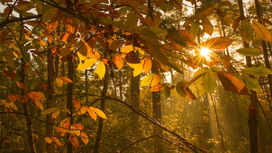 Fuji X70 - Gorgeous autumn colour