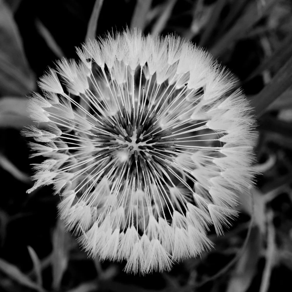 Imperfect Dandelion - Fuji X70