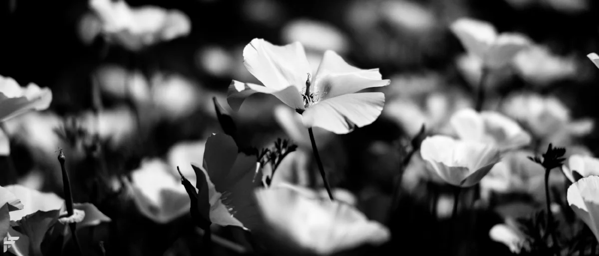 2018-06-29 Wisley151.jpg