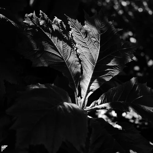 2018-06-29 Wisley91.jpg