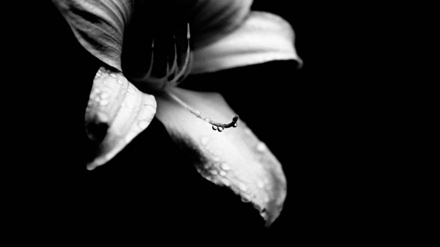 Lilly