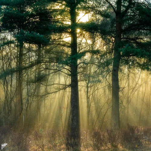 Velmead Common, Hampshire, UK - Fuji XT2, 35mm f2