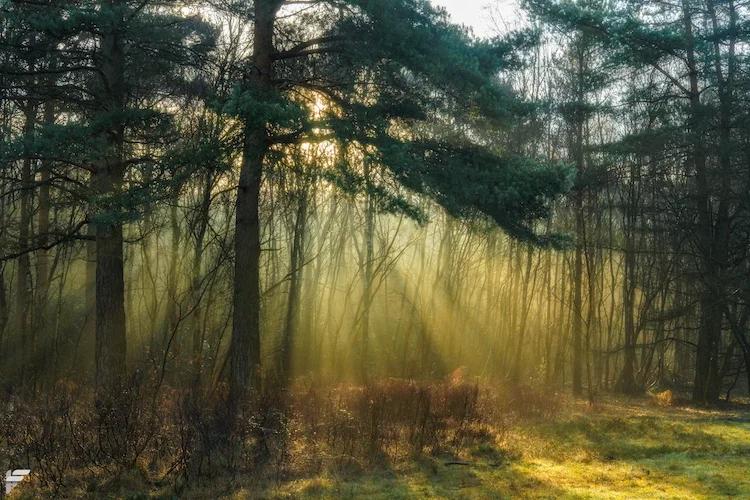 Velmead Common, Hampshire, UK - Fuji Xt2, 35mm f2