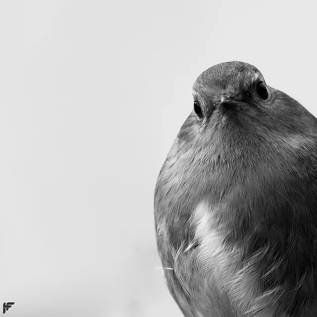 Robin.jpg