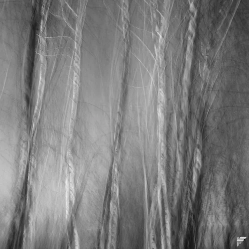 Trees outside the Tate Modern, London - Fuji X100F