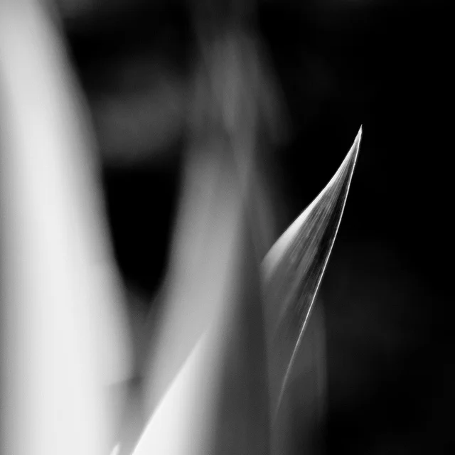 Definitely not colour - Fuji XT2, 35mm f2, f2, 1/8000s, ISO 200