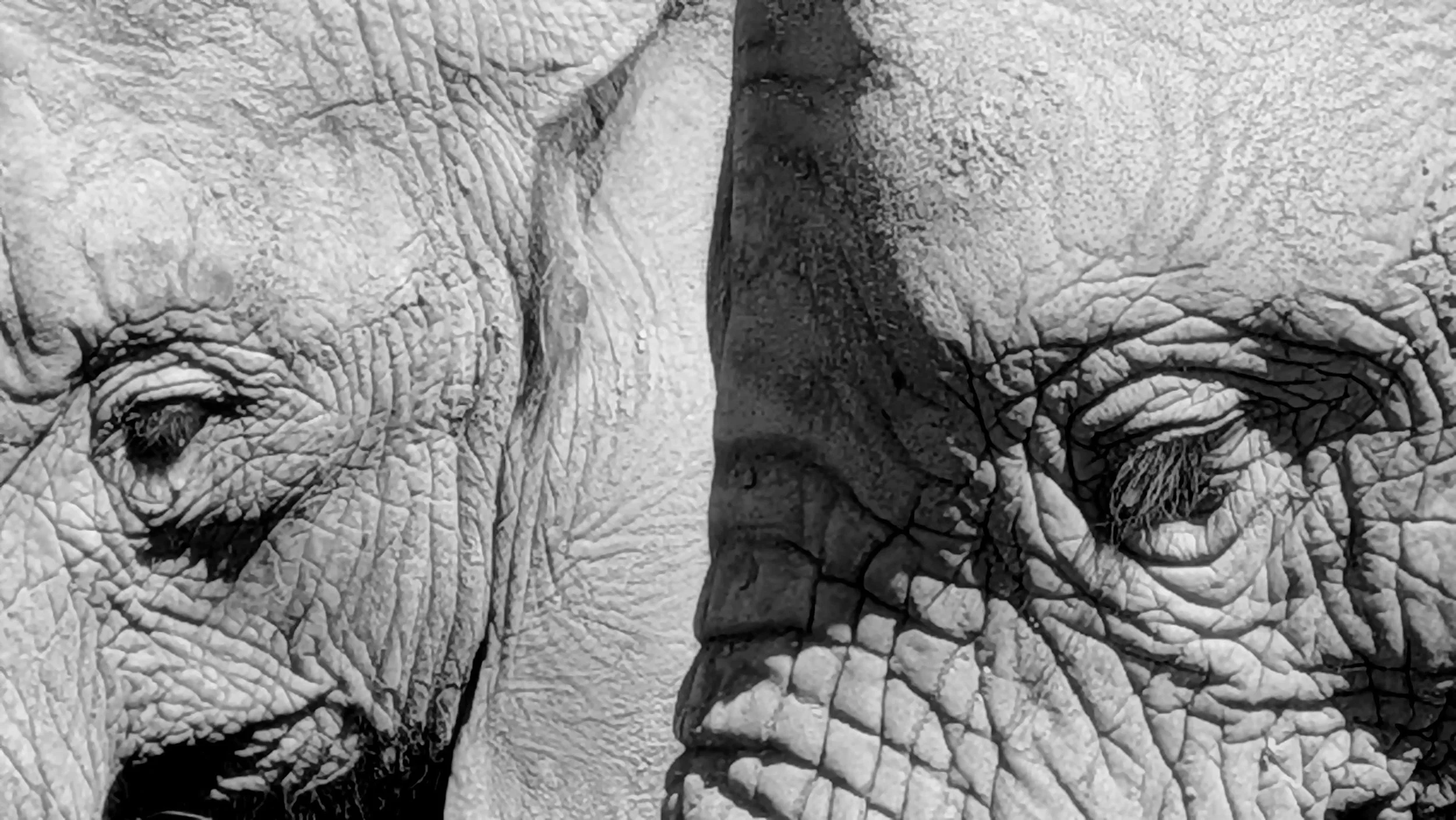George Marczak - Eye Eye - Knysna Elephant Park South Africa  March 2026
Taken with Pixel 9a Phone 2.6 mtrs from the elephants. F1.7, 1/669 sec., ISO-28, 24mm focal length  (35mm equivalent)