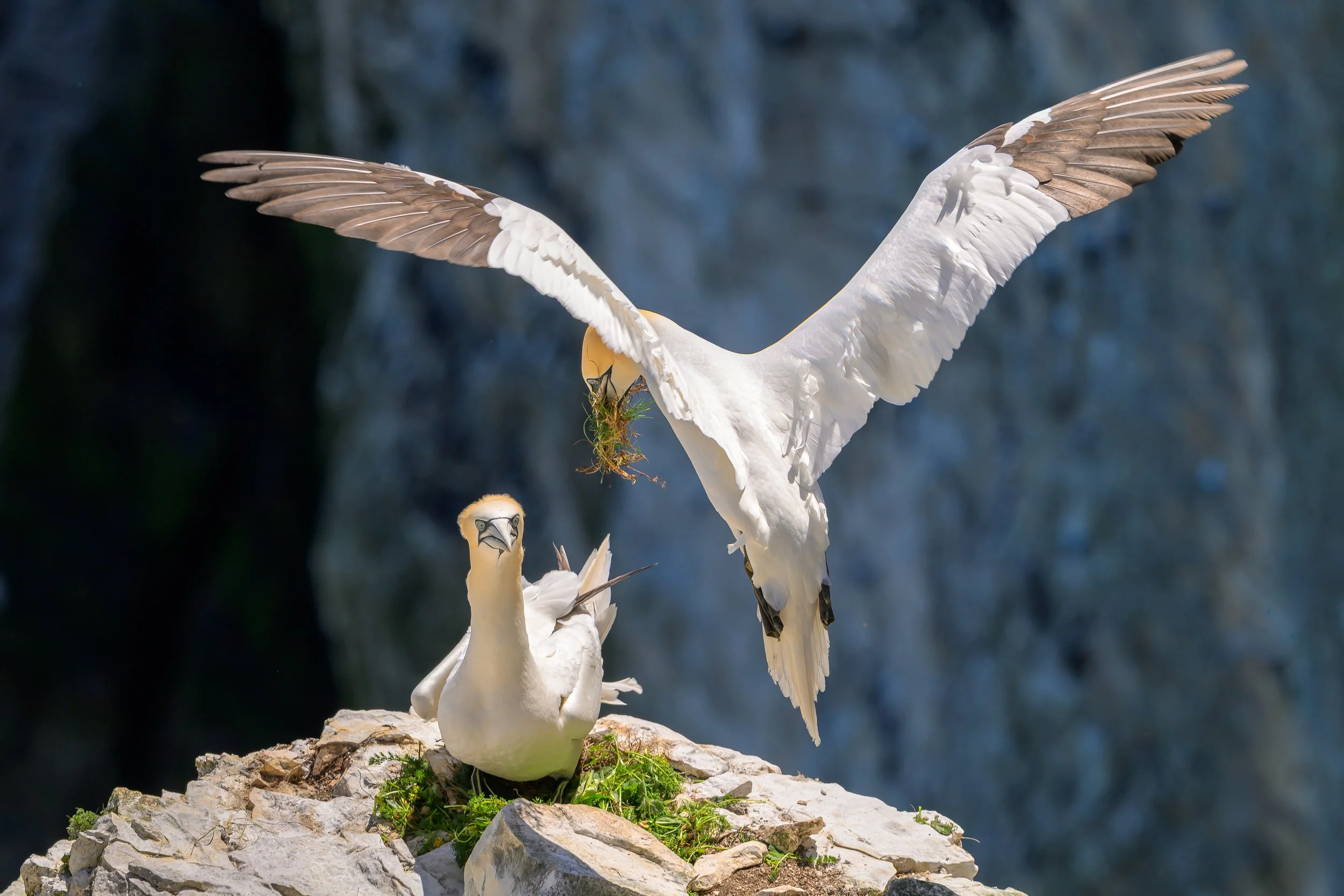 Mike Morley - Gannet delivering nest material for it's partner - Gannets at RSPB Bempton taken with a Nikon Z8 and 180-600mm lens