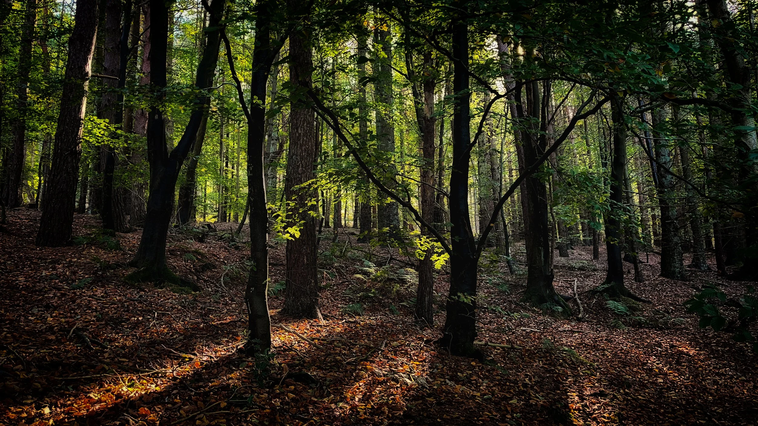 Mike Hudson - Sylvan Scene - Harrogate Ringway past Harlow Carr Gardens. iPhone 13