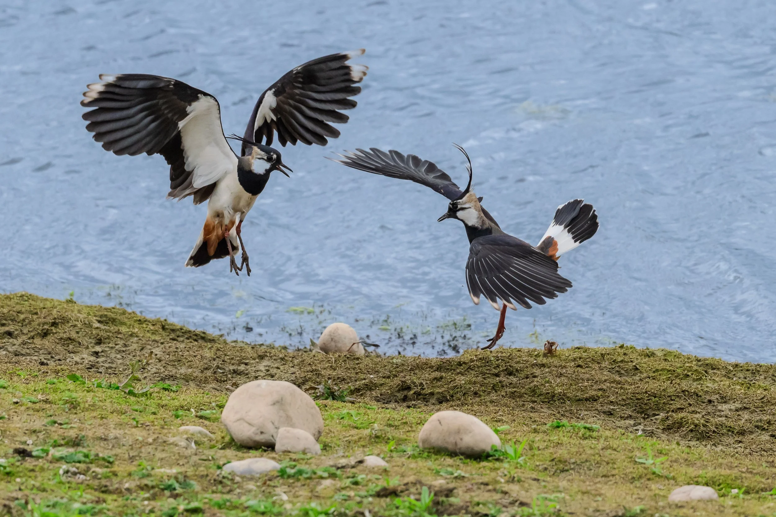 Brian Atter - Lapwing disagreement - Nikon Z8,  600 f/6.3, 1/3200s, f/6.3, ISO 900
Nosterfield Reserve 7 May 2025