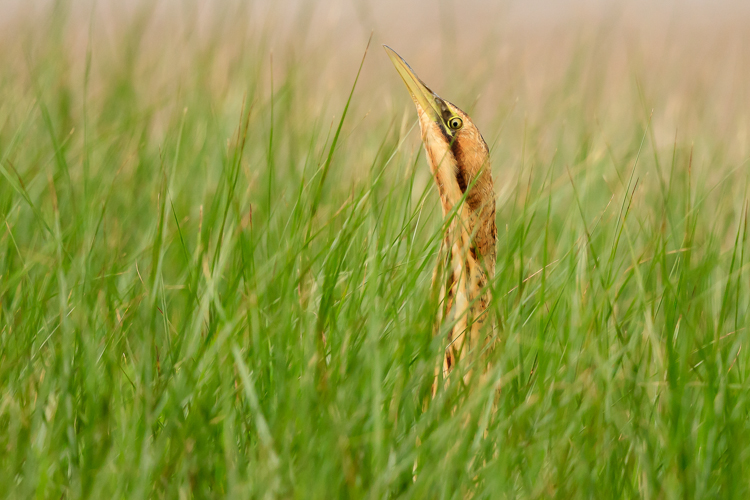 Bittern in hiding by Barry Carter