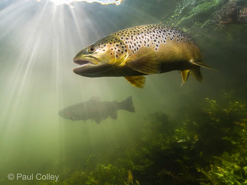 PaulColley_trout_800pxl.jpg
