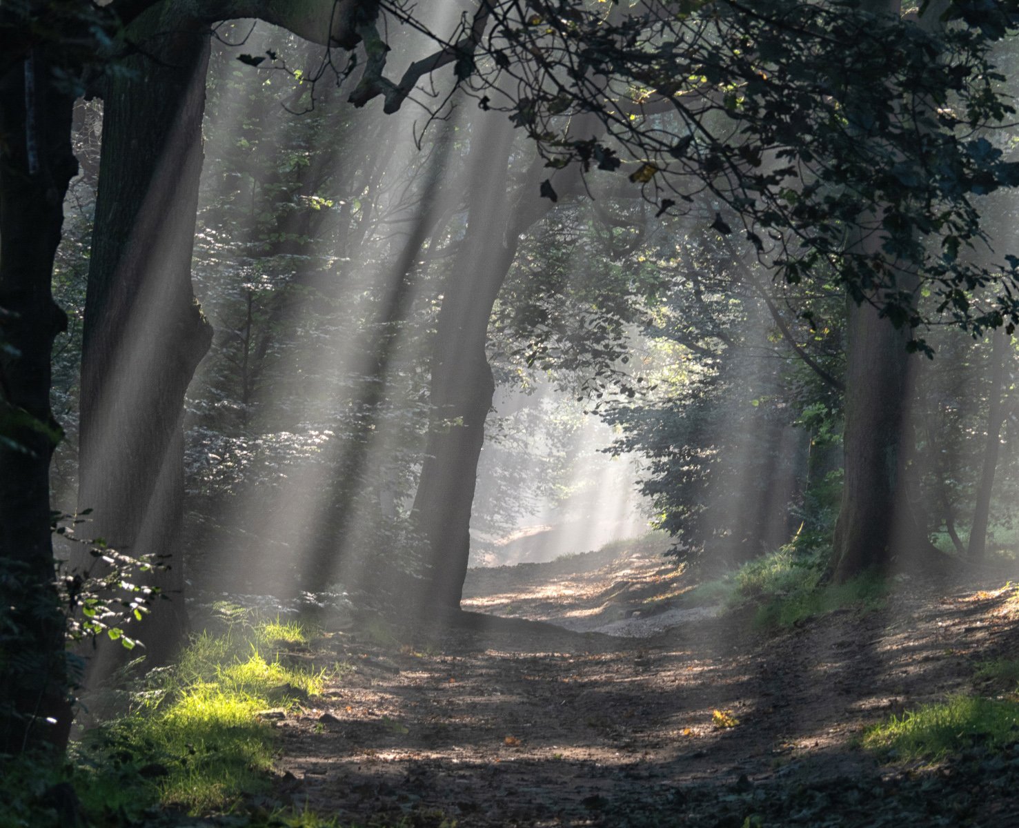 Light on the Path by Mike Gosling 