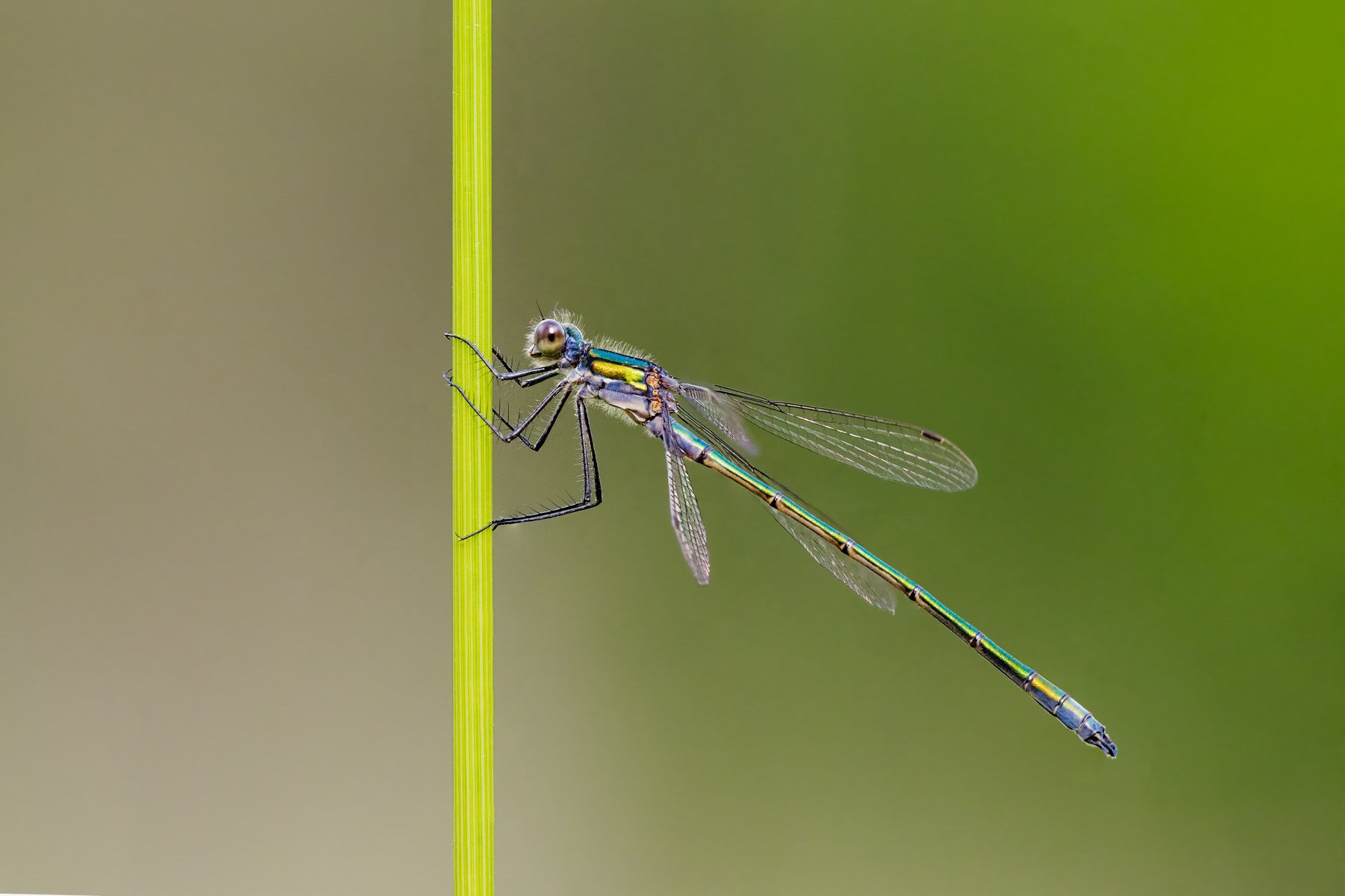 Emerald Damselfly at Rest by Barry Carter