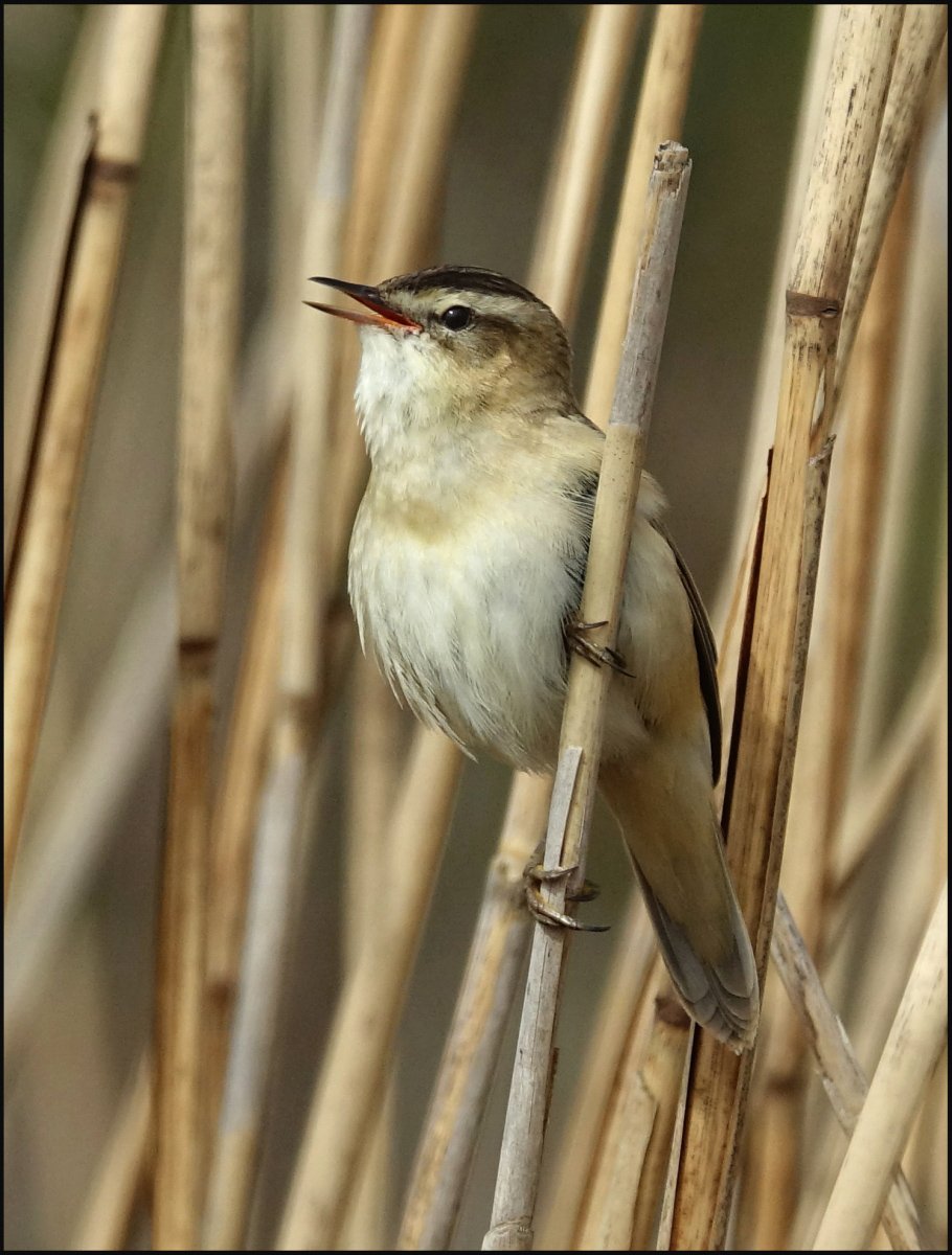 Sedge warbler singing from phragmites by Mike Carroll 