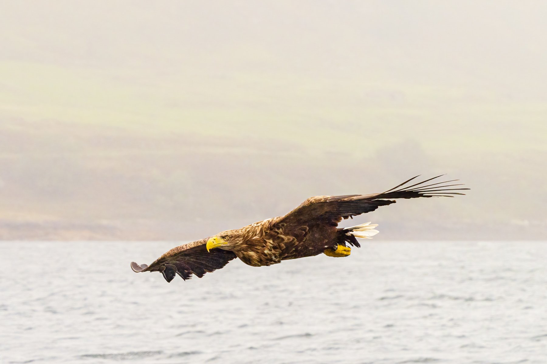 White Tailed Eagle at Sea by Barry Carter 