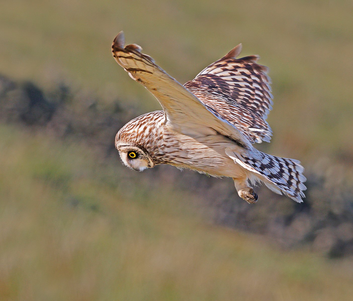 Short Eared Owl by Kelvin Smith