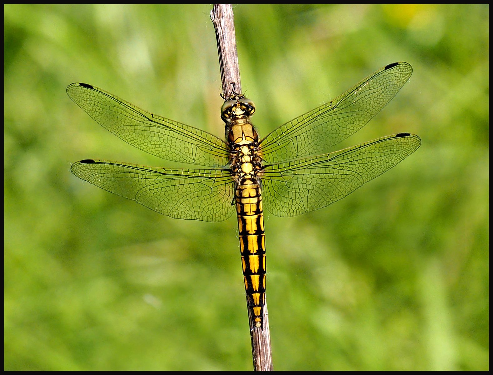 Female Black tailed skimmer by Mike Carroll 