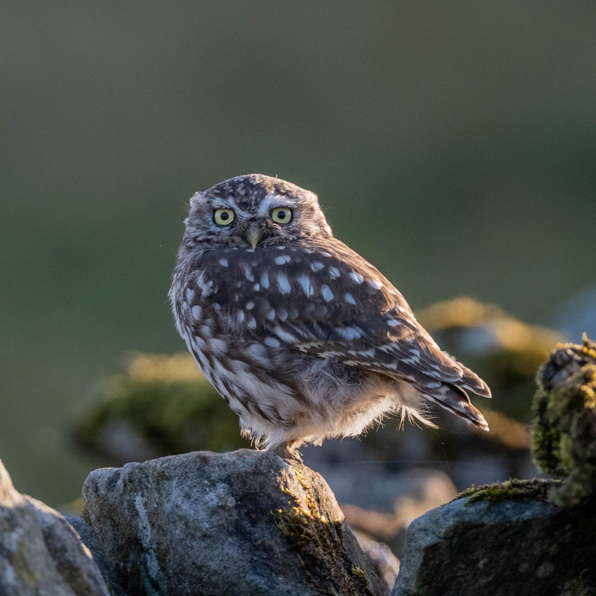 Little Owl by Steve Colbourne 