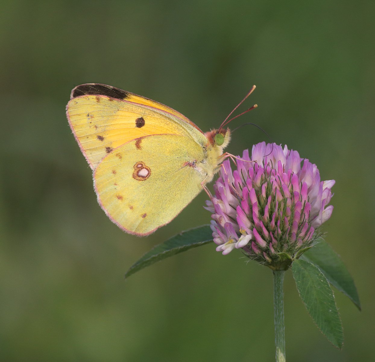 Male Clouded Yellow on Clover by Kelvin Smith 