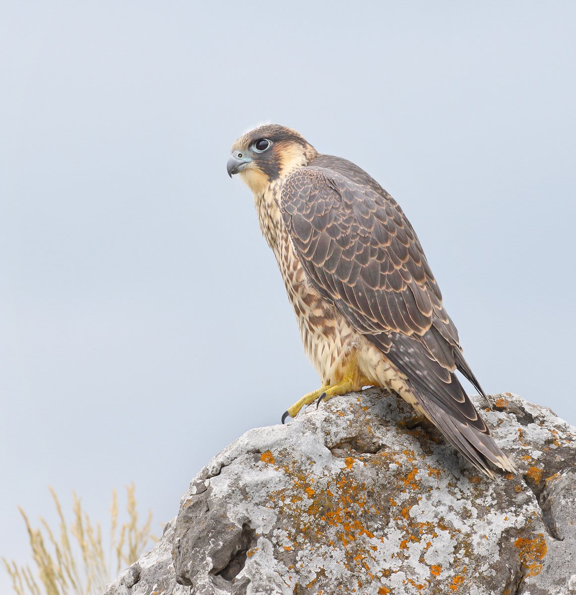 Fledgling Peregrine Falcon by Kelvin Smith 