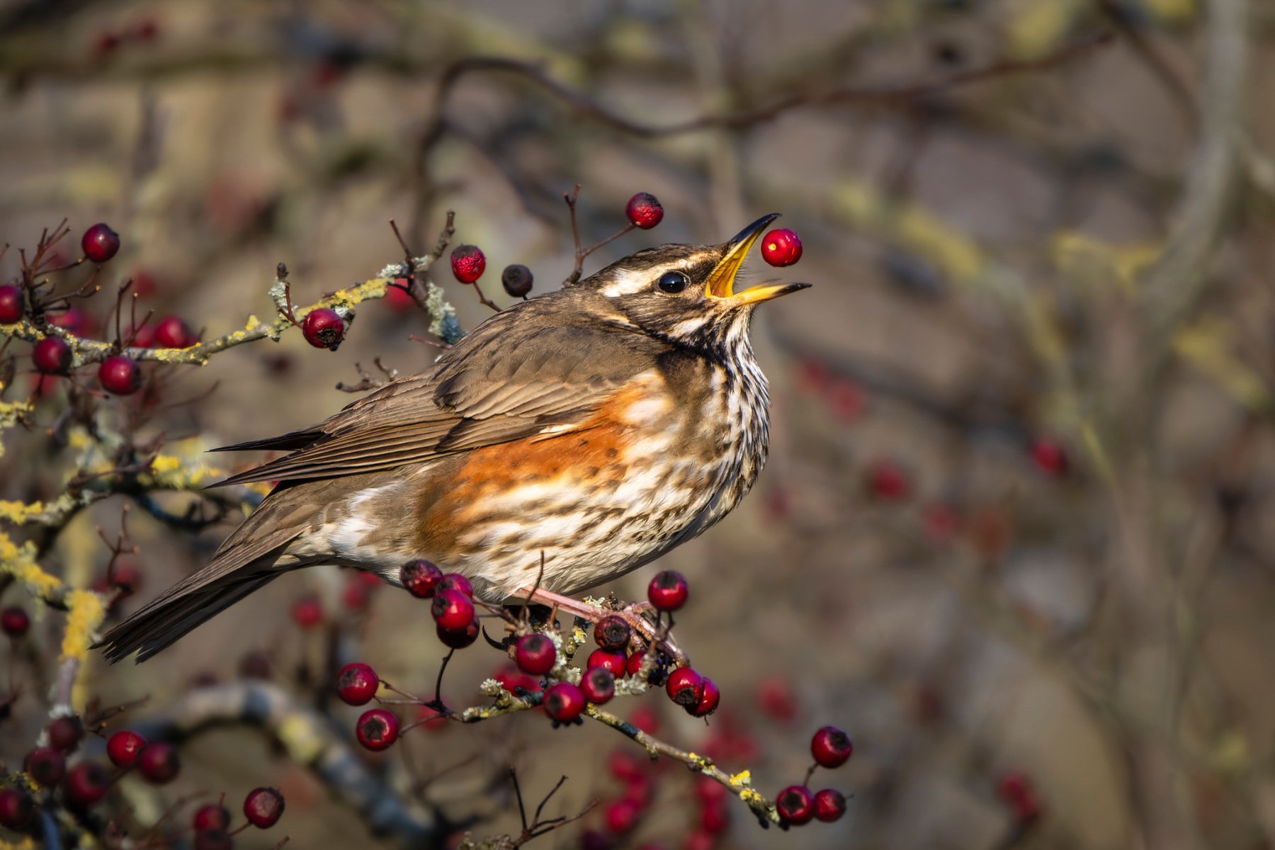 H897_Barry Carter_6108_Redwing Choosing Berries_Monthly PDI Finals_First.jpg