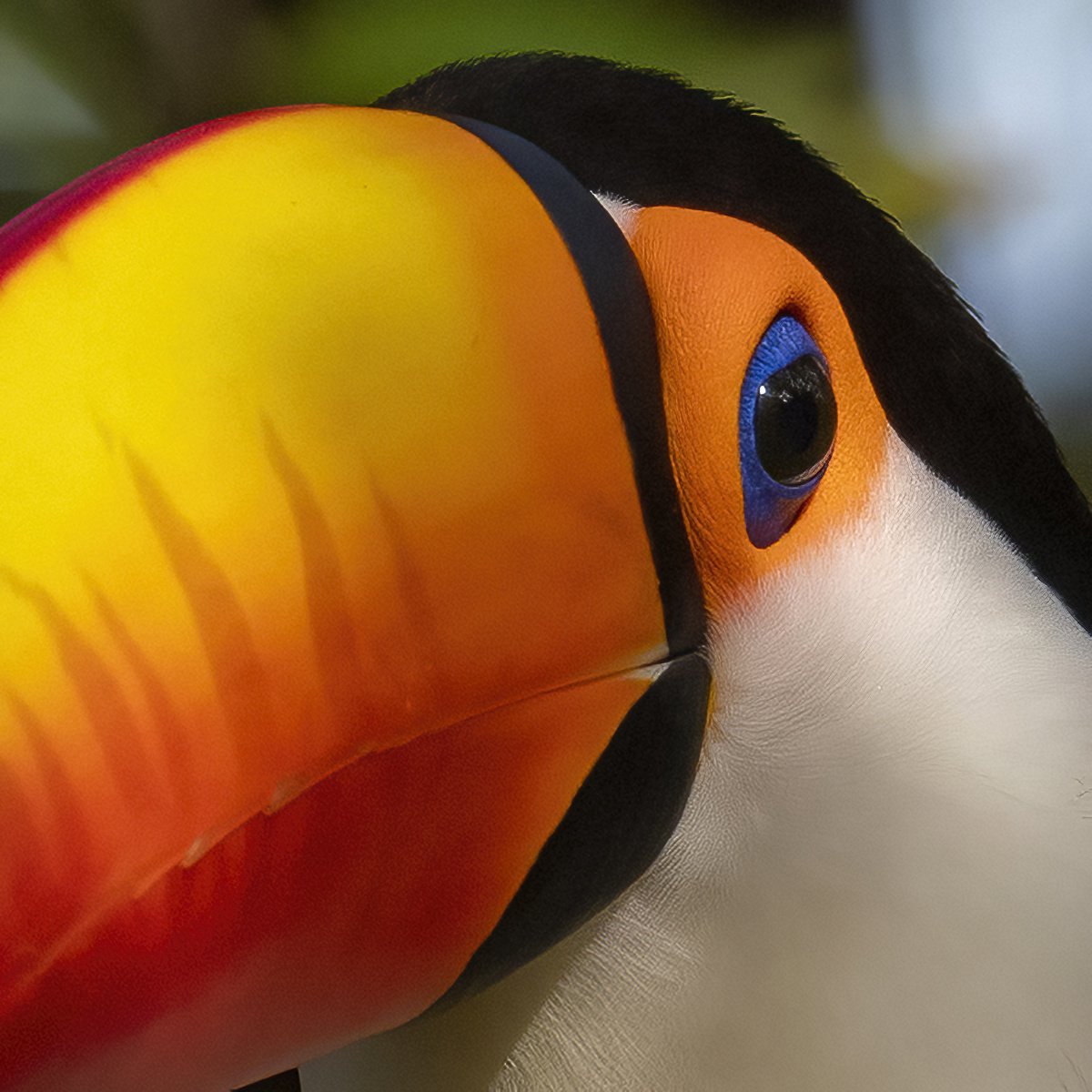 G2056_Toco Toucan.jpg