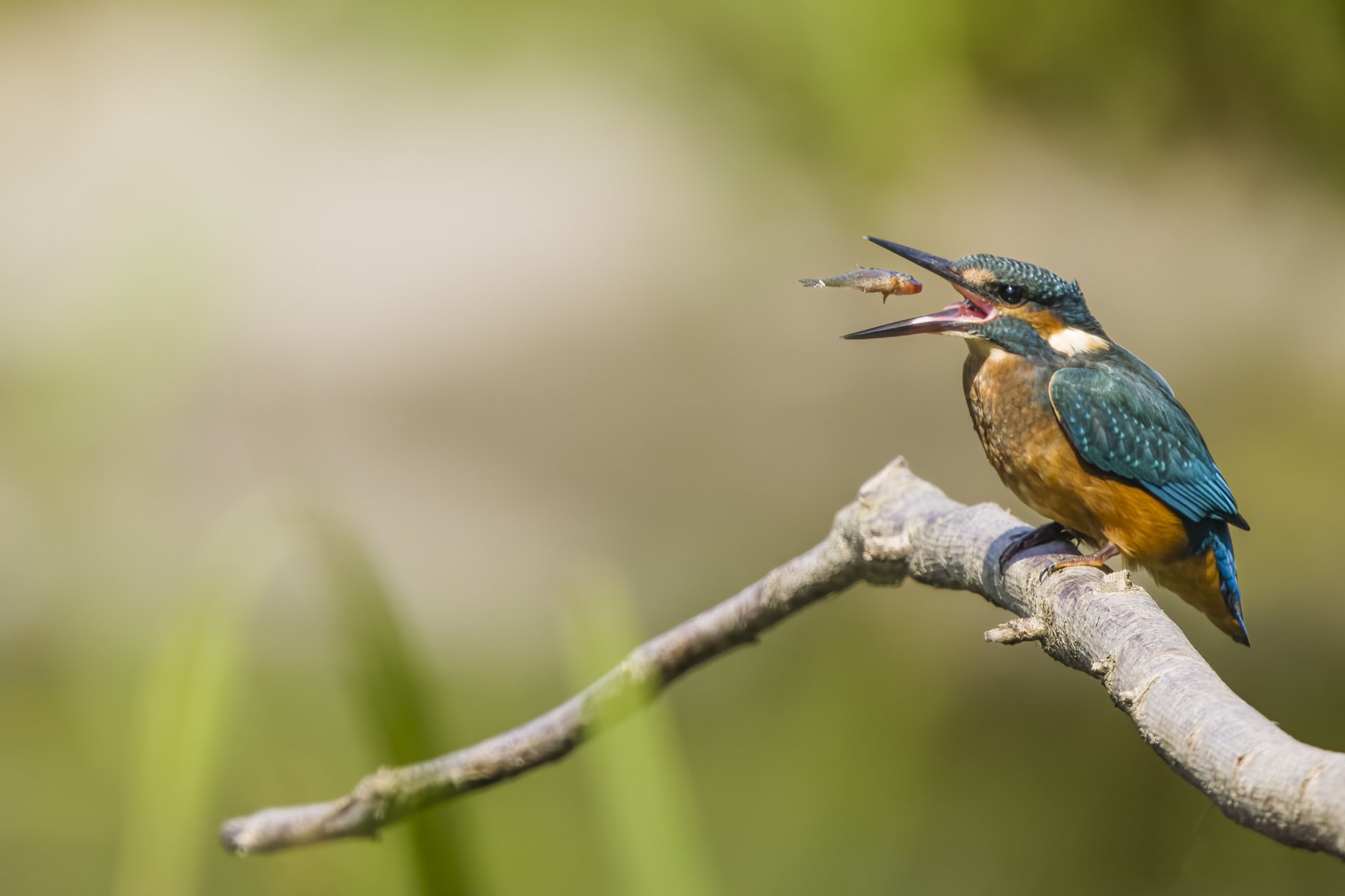 G6560_Kingfisher Catch.jpg