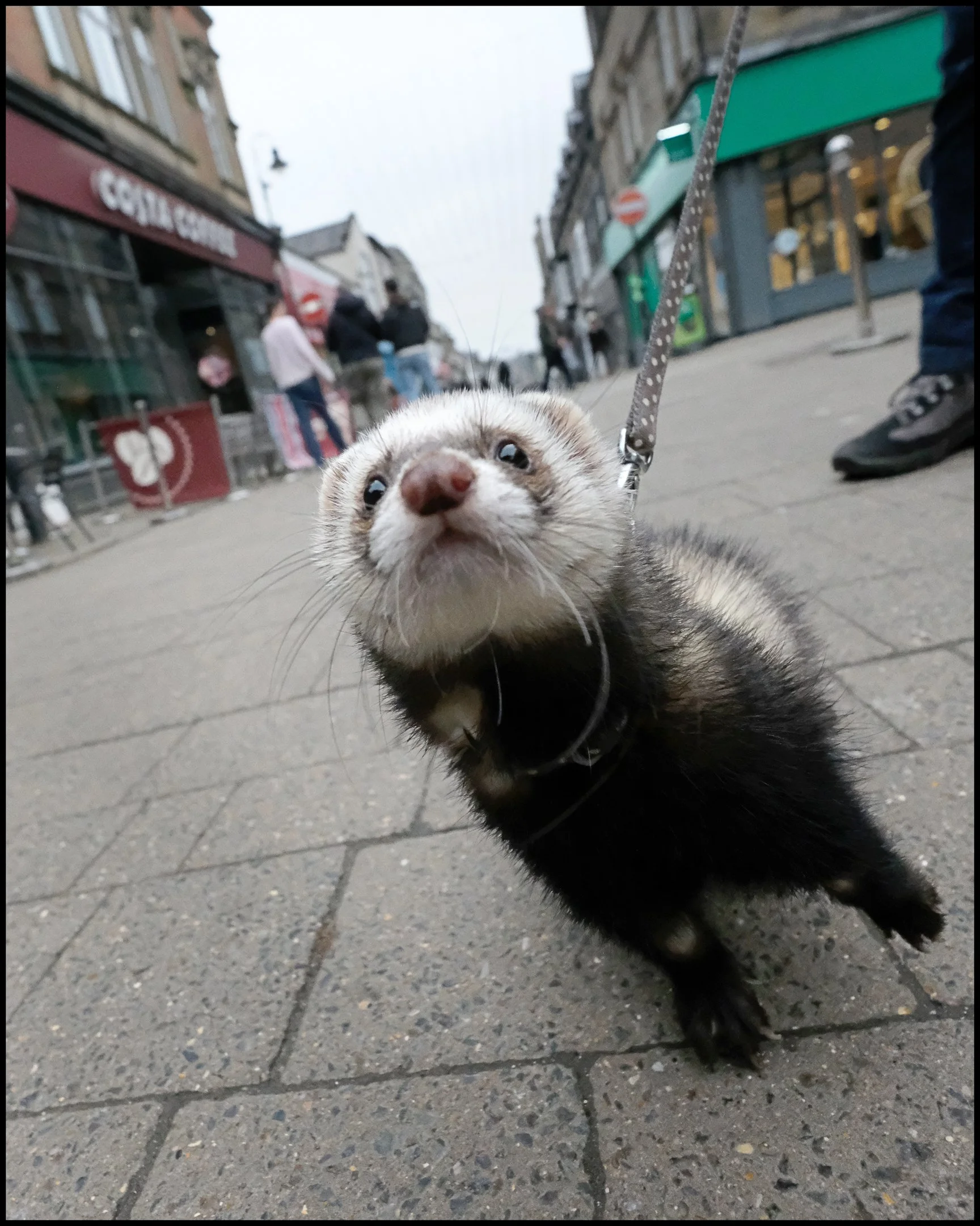 Len Downes - Take Your Ferret For A Walk - I see this guy occasionally taking his ferret for a walk in Harrogate. He says that this is his best ever behaved one. I got down to ferret-level and it responded beautifully. Fuji XT-2, 1/8000sec, f4.5, ISO