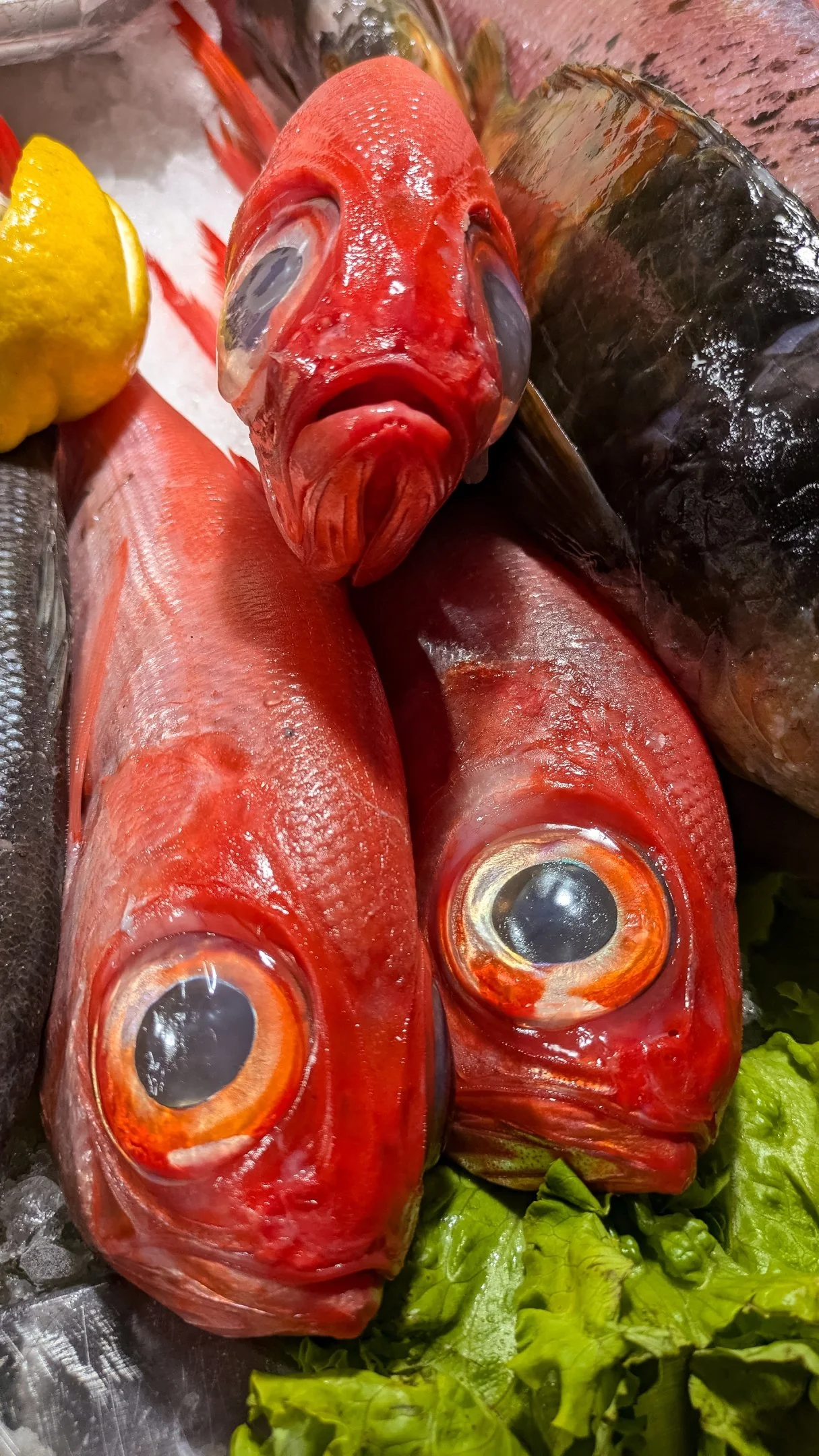 George Marczak - All Eyes - Red Mullet on fish counter outside restaurant Camara de Lobos Madeira Jan 2025, Pixel 7a, F/1.9, 1/160 sec
ISO-61, 25mm focal length (35mm equivalent)