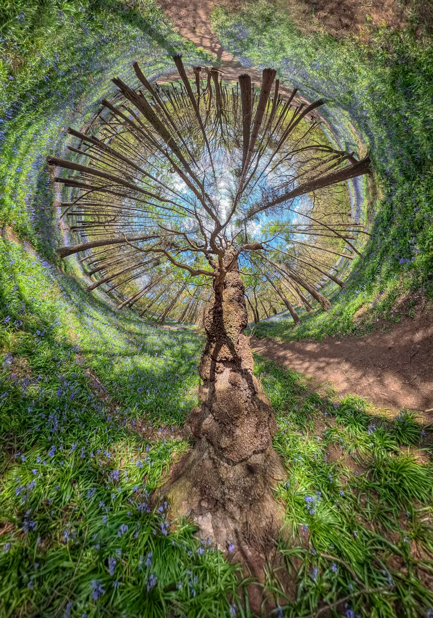 Mike Morley - The craziest tree in the forest -  Taken with a 360 degree camera. Records everything around it in all directions and which can then be edited in any chosen direction so that it can be stretched around itself so that the other trees now