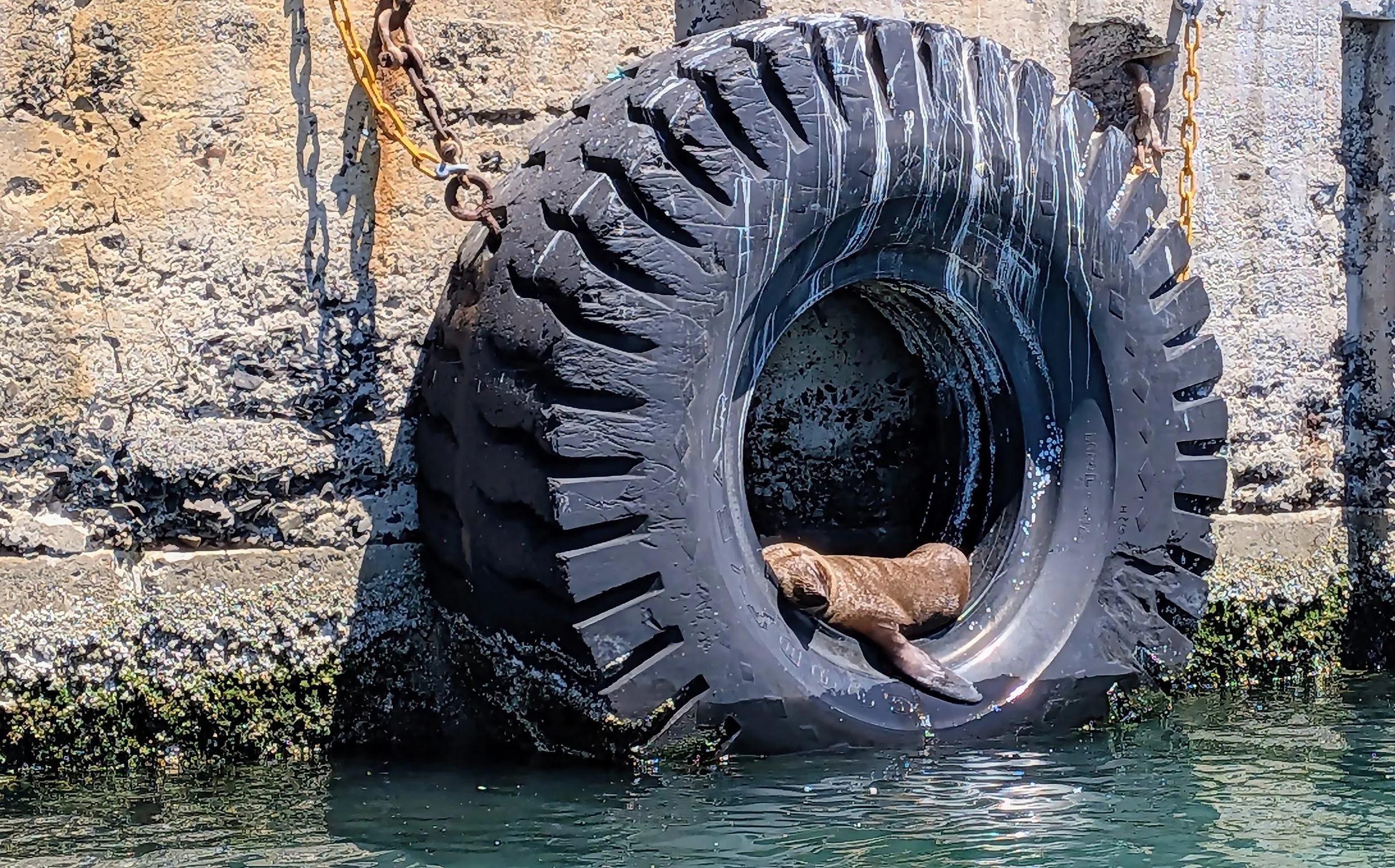 George Marczak - So Tyred - V&A (Victoria & Alfred) Harbour Cape Town Sth.Africa. A very tired fur seal. Pixel 9a phone  11m from subject, F/1.7, 1/1003 sec, ISO-26, 24mm focal length (35mm equivalent)