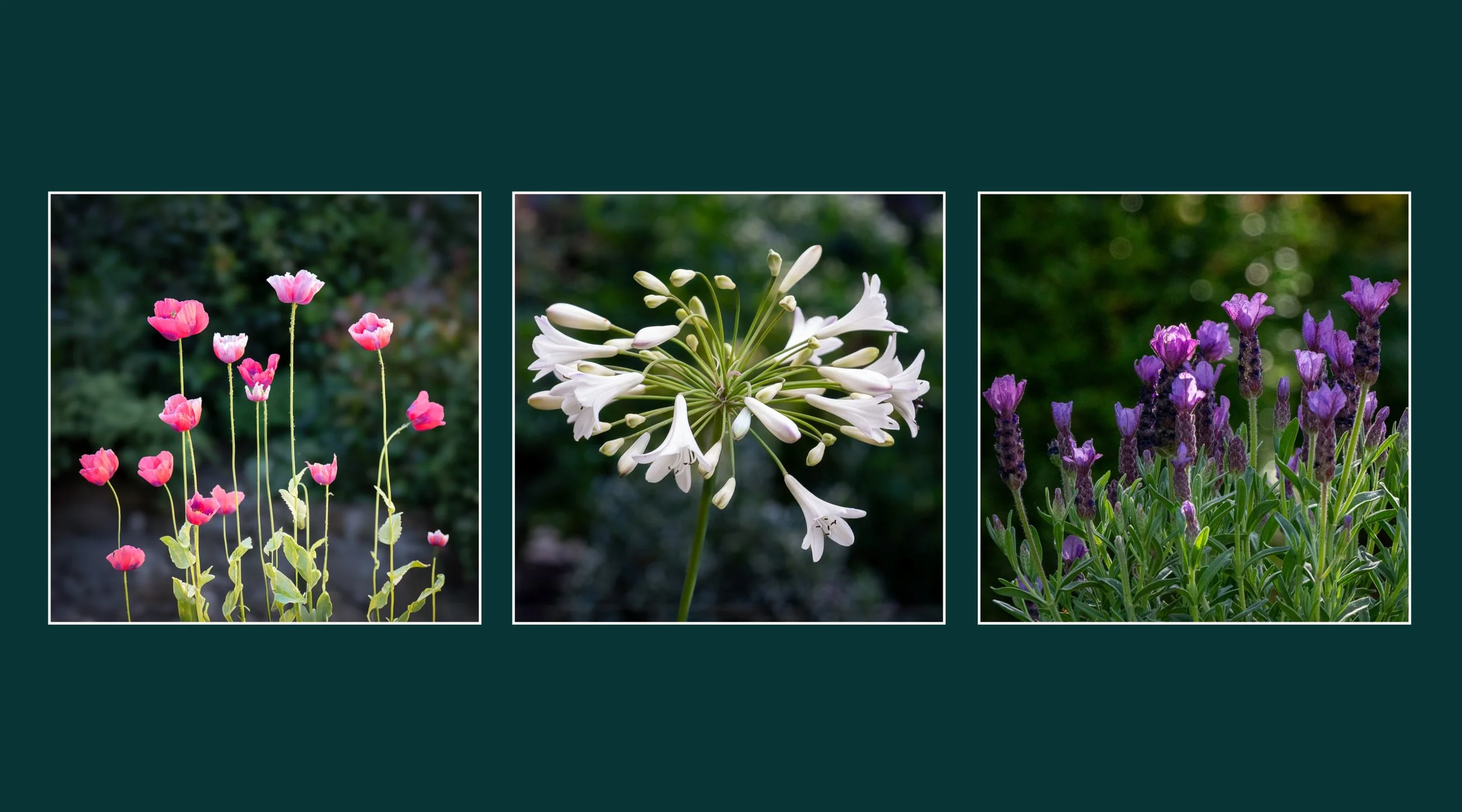 Triptych - Michelle Bray