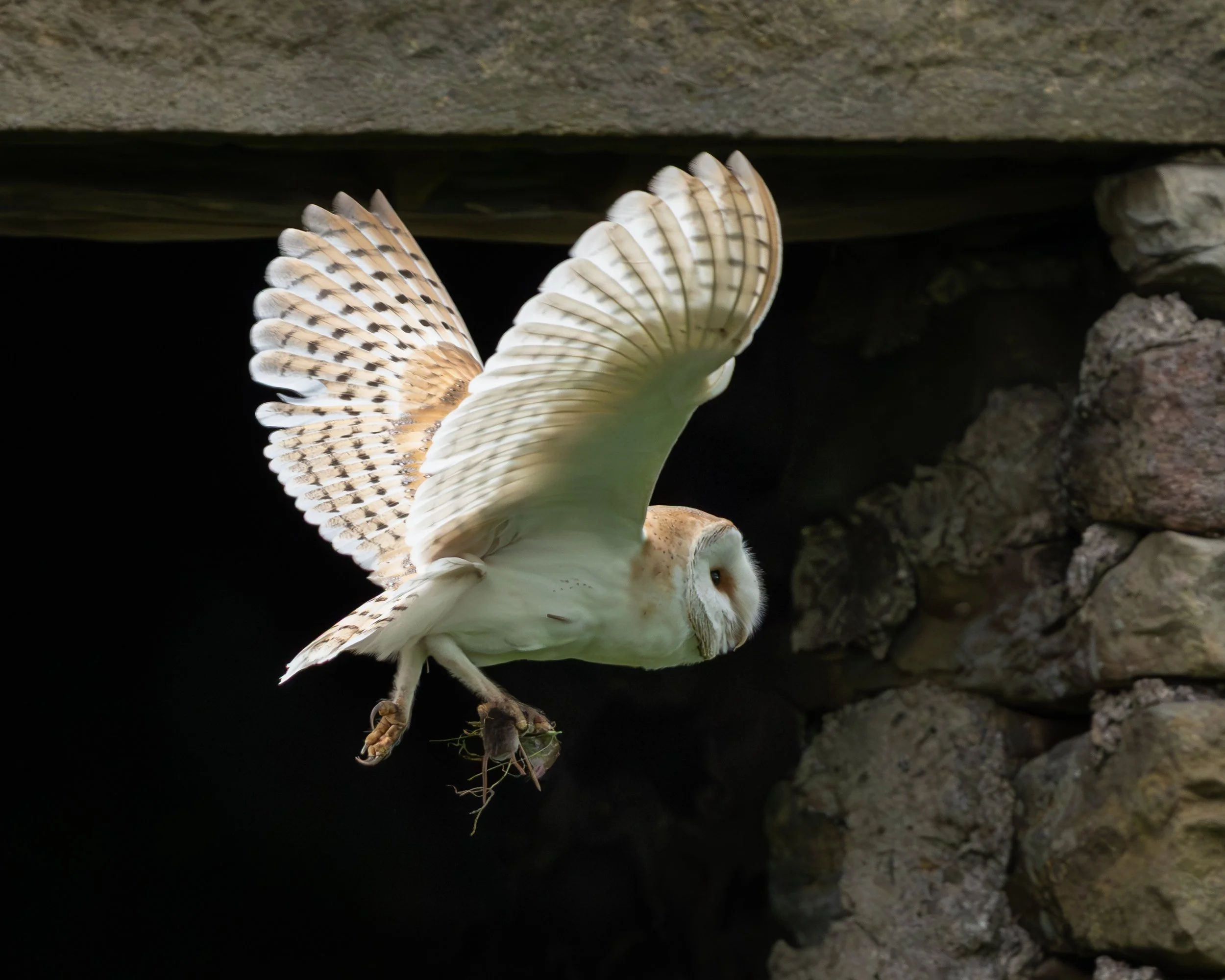 Steve Colbourne - Barn Owl - May 2026
Sony A1ii, Sony FE200-600,1/2500,F5.6,iso 8000, 257mm
