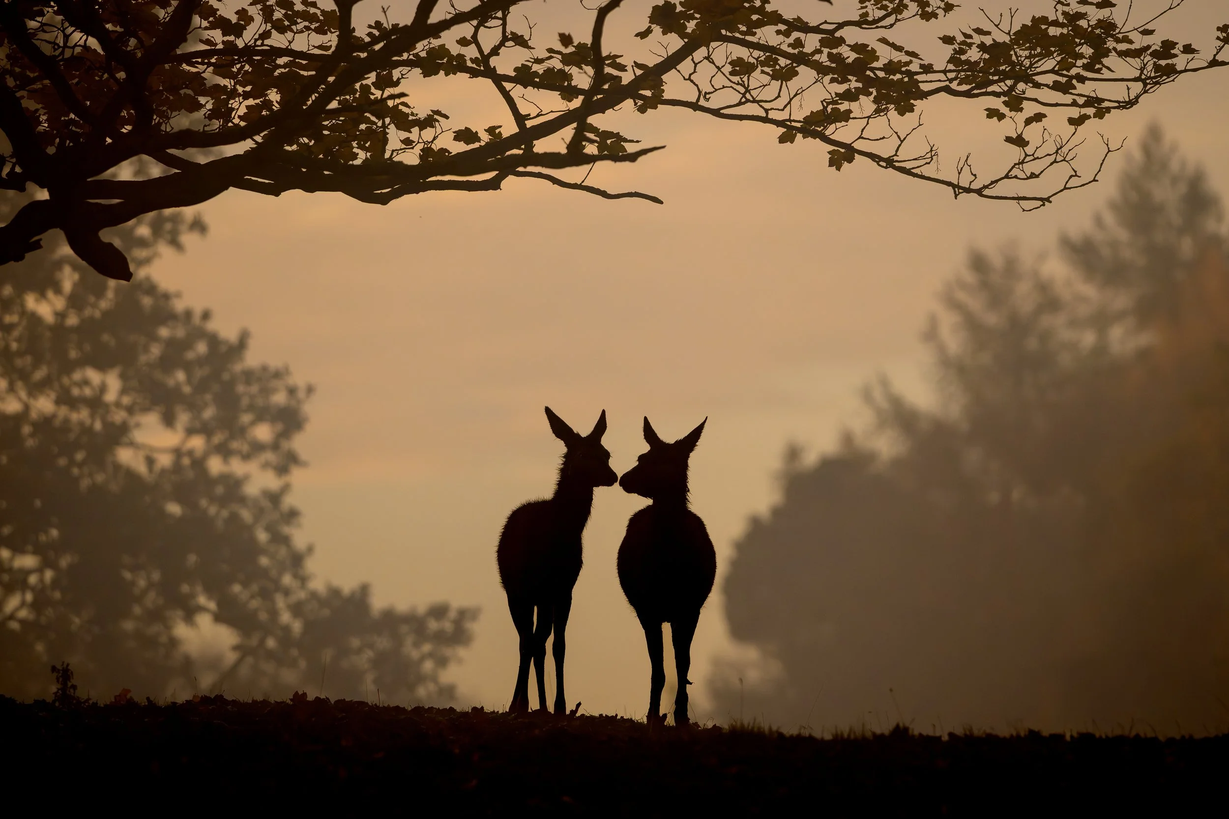 Mike Morley - Deerly beloved - An early misty winter morning encounter at Studley Royal deer park in Ripon, North Yorkshire. Taken with a Nikon Z8 and 180-600mm lens.
