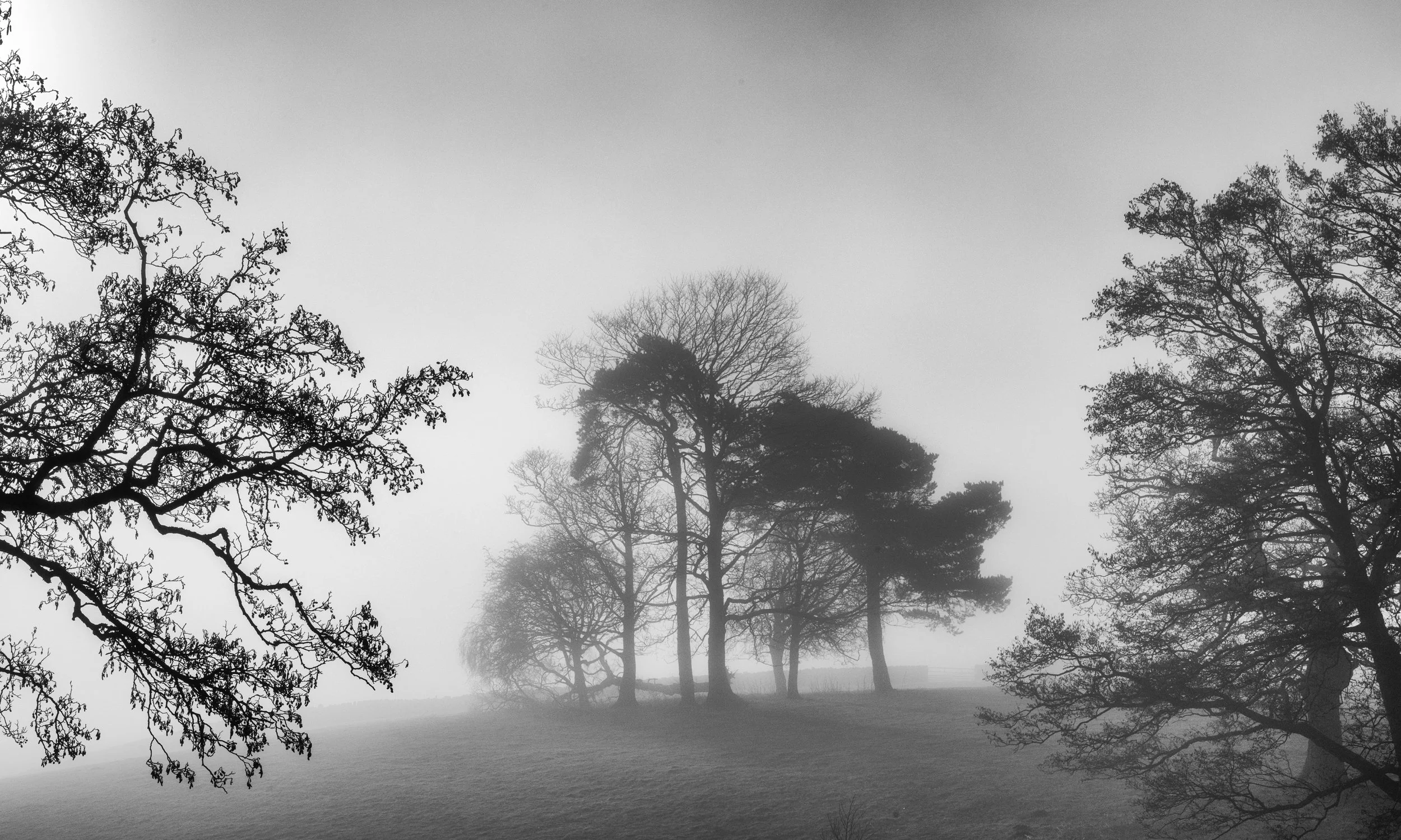 Tim Needham - Misty Trees - Nikon Z8
Nikkor 24-120mm, F20, 1/60s, ISO100