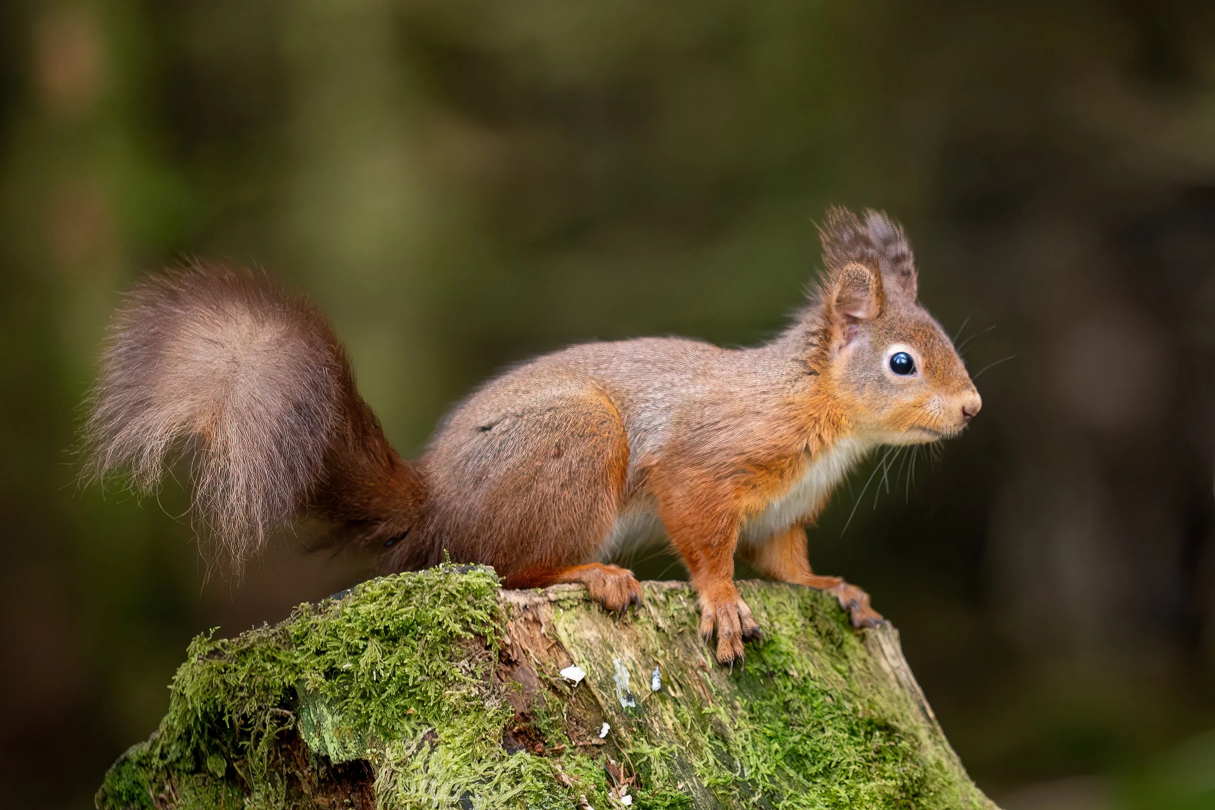 Michelle Bray - Watching you watching me - Olympus OM 1 and olympus 40-150 lens at 150mm, F2.8, ISO 5000 ss 1/1000
The image was taken at Snaizeholme red squirrel reserve in Widdale