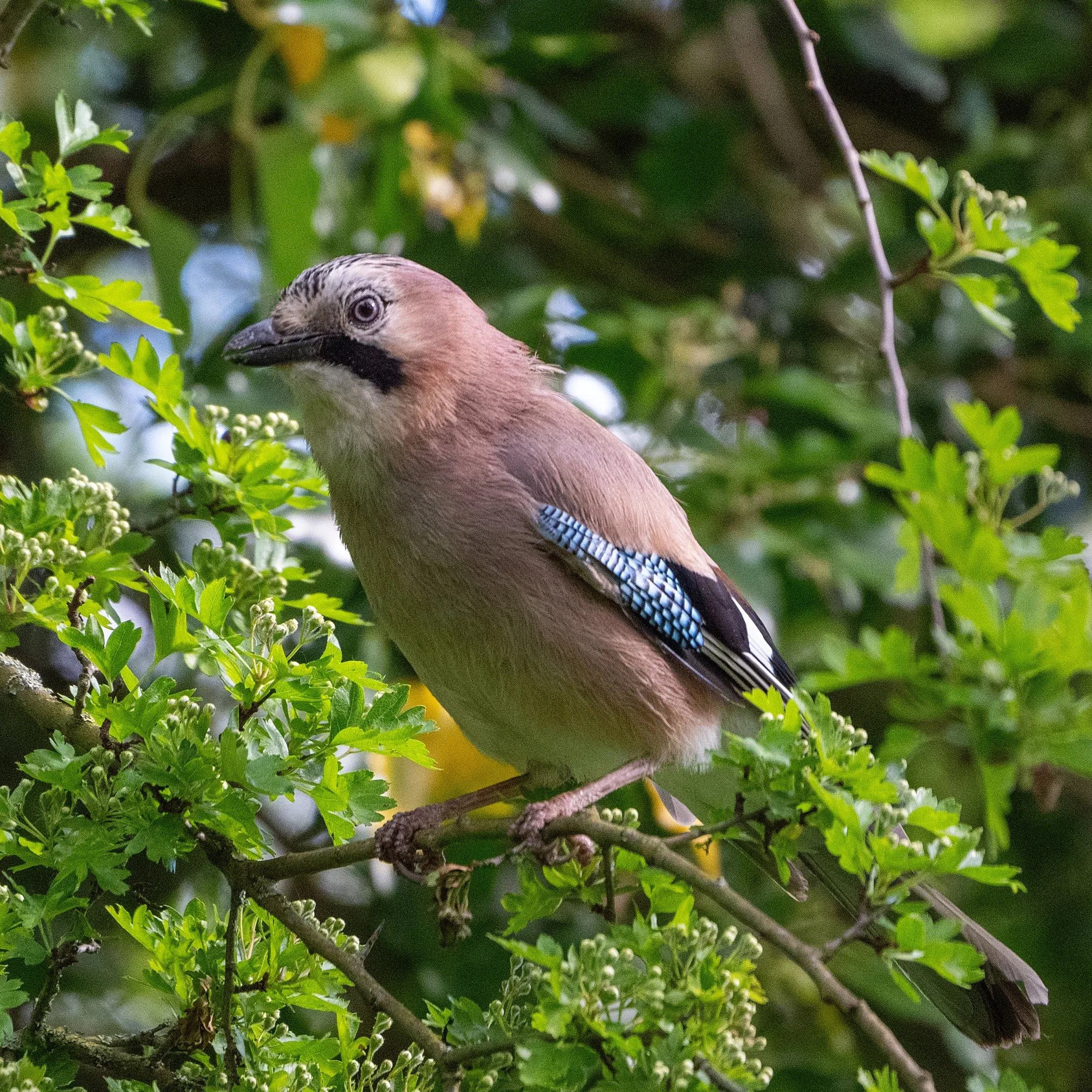 Tim Needham - Elusive Jay - Nikon Z8
Tamron 50-400mm, F6.3, 1/800s, ISO4500