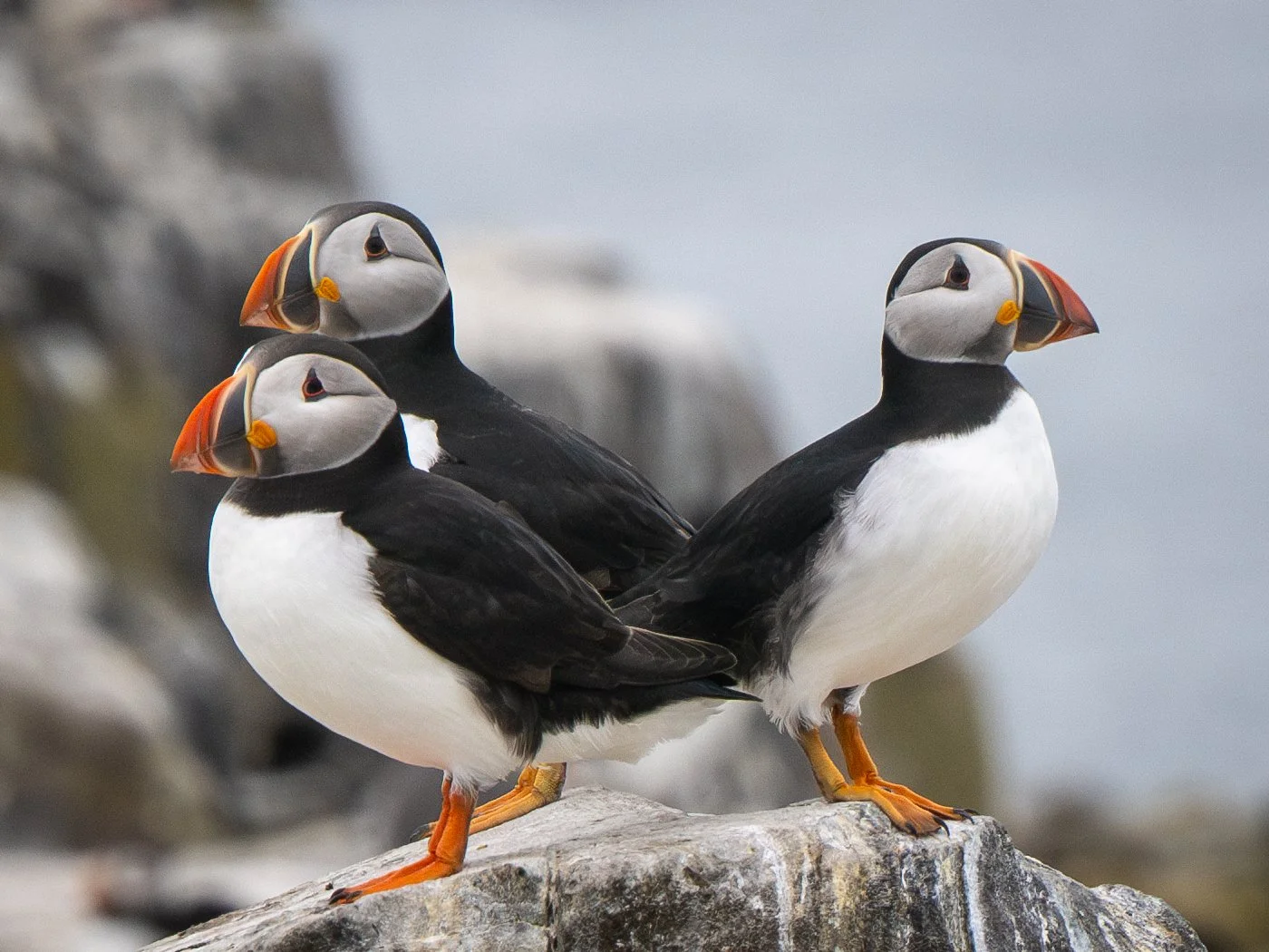 Michelle Bray - We Three Puffins of Inner Farne - OM 1 Mk 2 ; Oympus 150-400 lens
ss1/2500 F5 local length 150 ISO 800
The image was taken during a day trip to the Farne islands in May 2025