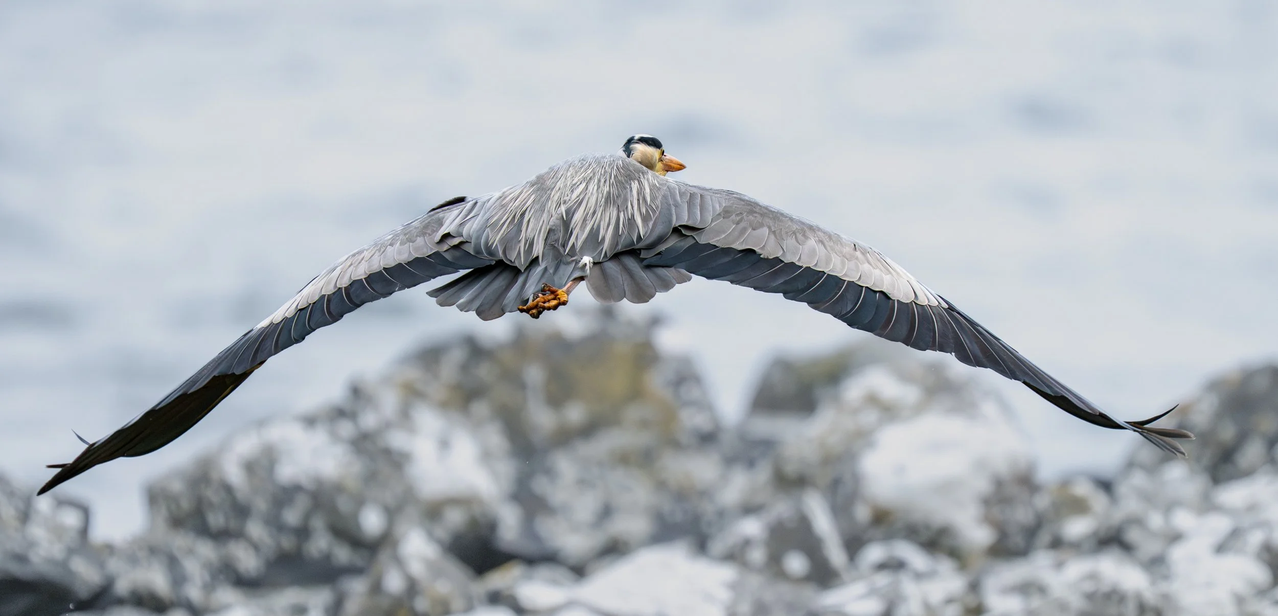 Jackie Martin - Grey Heron in Flight - OM1 mkii with M.Zuiko 150-400 TC1.25x f4.5 PRO - 490mm f5.6 1/2500 ISO 1250. Grey heron flying away from me over Loch na Keal Isle of Mull 23-03-2026